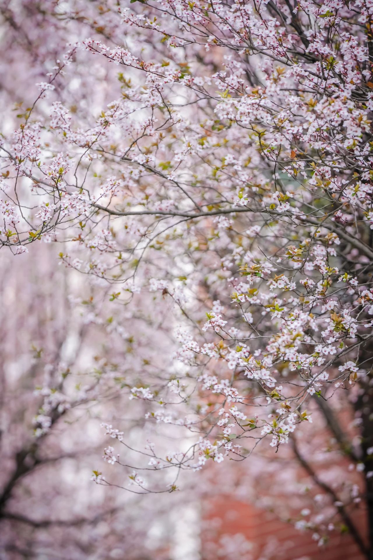 云南经济管理学院春季学期开学! 第 9 张 云南经济管理学院春季学期开学! 第 9 张