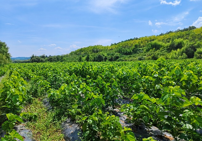 暑期社会实践 | 绿动青春沃野间--水源区固废循环利用实践队纪实 第 1 张 暑期社会实践 | 绿动青春沃野间--水源区固废循环利用实践队纪实 第 1 张